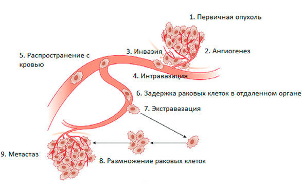 Размножение раковых клеток Размножение раковых клеток