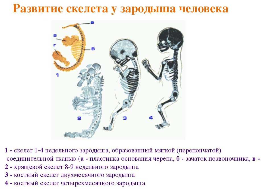 Развитие скелета у зародыша человека