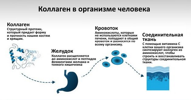 Роль коллагена в организме Роль коллагена в организме