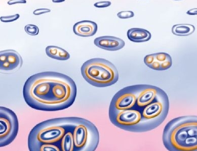 Рост хондроцитов Рост хондроцитов