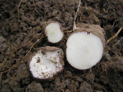 Cбор корня тамуса Cбор корня тамуса