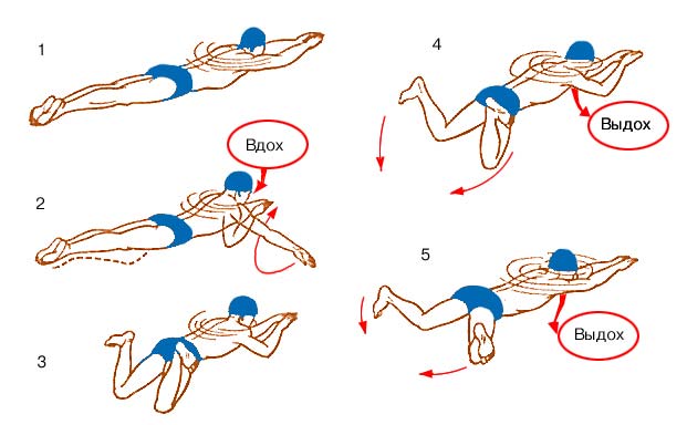 Схема плавания брасом Схема плавания брасом