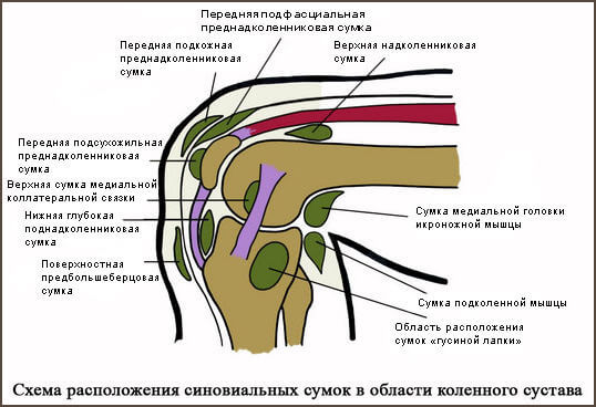 Синовиальные сумки коленного сустава Синовиальные сумки коленного сустава
