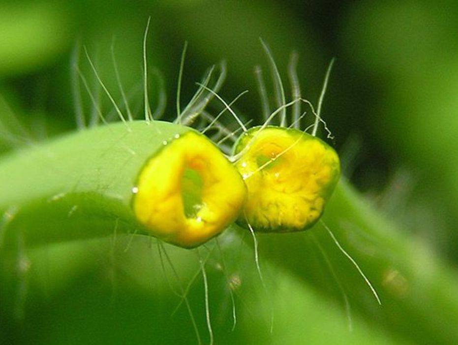 Кислота в соке чистотела Кислота в соке чистотела