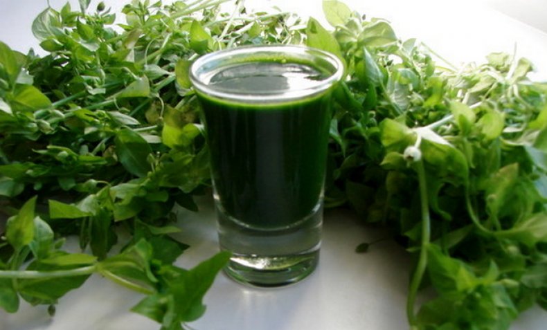 Сок мокрицы Сок мокрицы