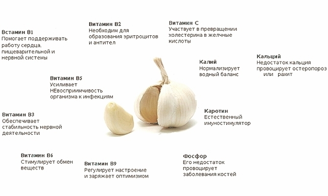 Витамины и минералы в чесноке Витамины и минералы в чесноке