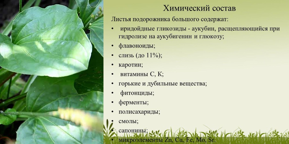 Состав подорожника Состав подорожника