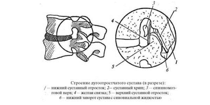 Строение дугоотростчатого сустава Строение дугоотростчатого сустава