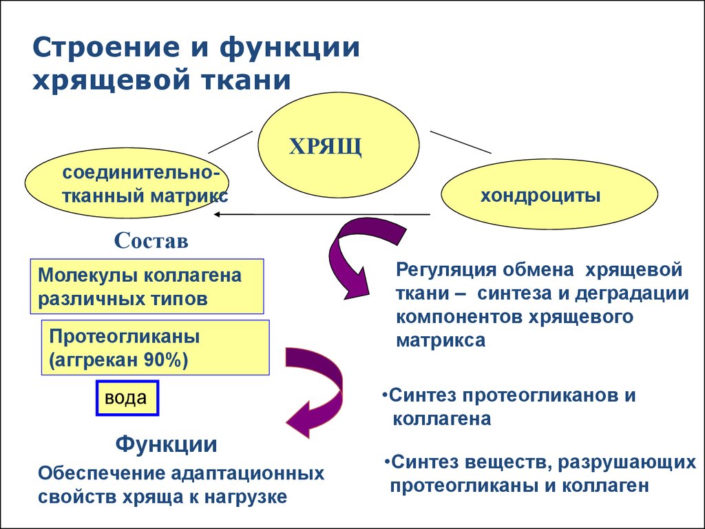 Строение и функции хрящевой ткани Строение и функции хрящевой ткани