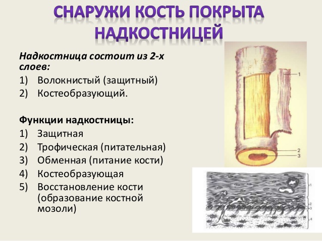 Строение и функции надкостницы Строение и функции надкостницы
