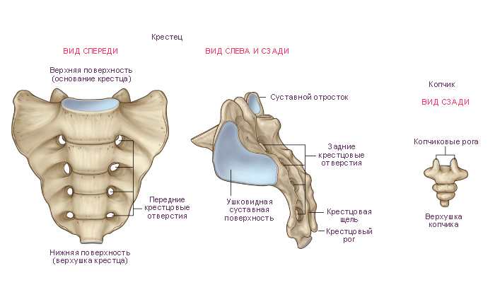 Строение копчика и крестца Строение копчика и крестца