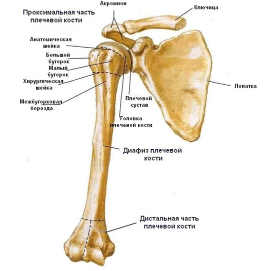 Строение костей плеча до локтя Строение костей плеча до локтя