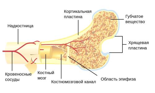 Строение кости Строение кости