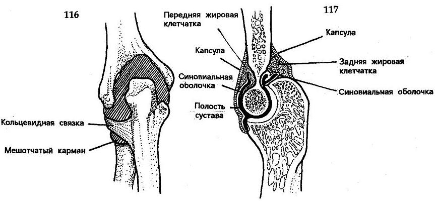 Строение локтевого сустава Строение локтевого сустава