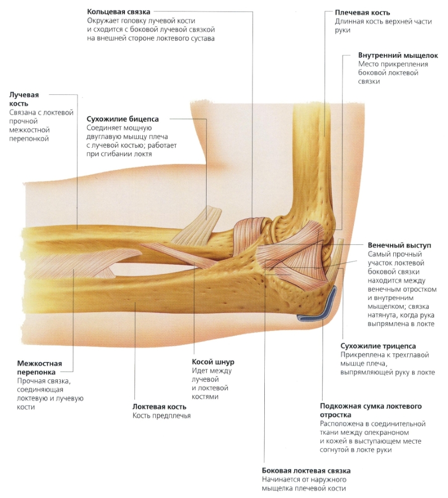 Строение локтевого сустава Строение локтевого сустава