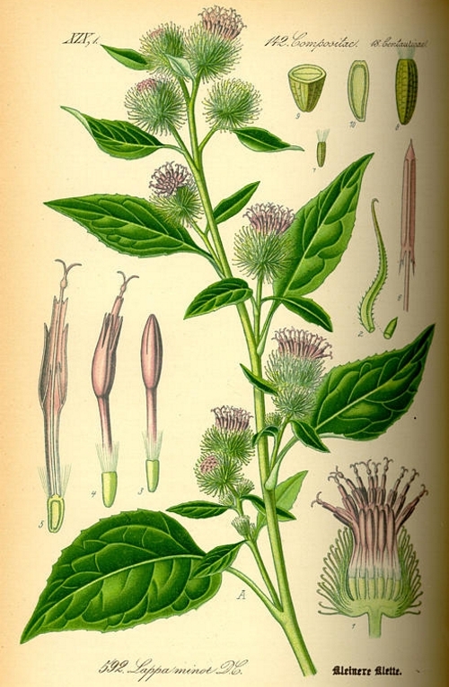 Строение лопуха Строение лопуха