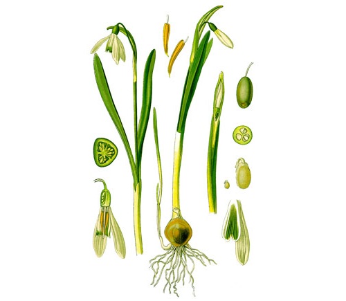 Строение подснежника Строение подснежника