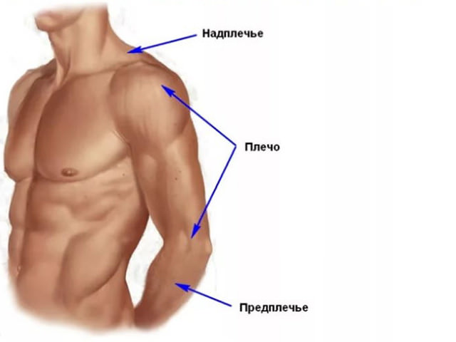 Простое строение руки Простое строение руки