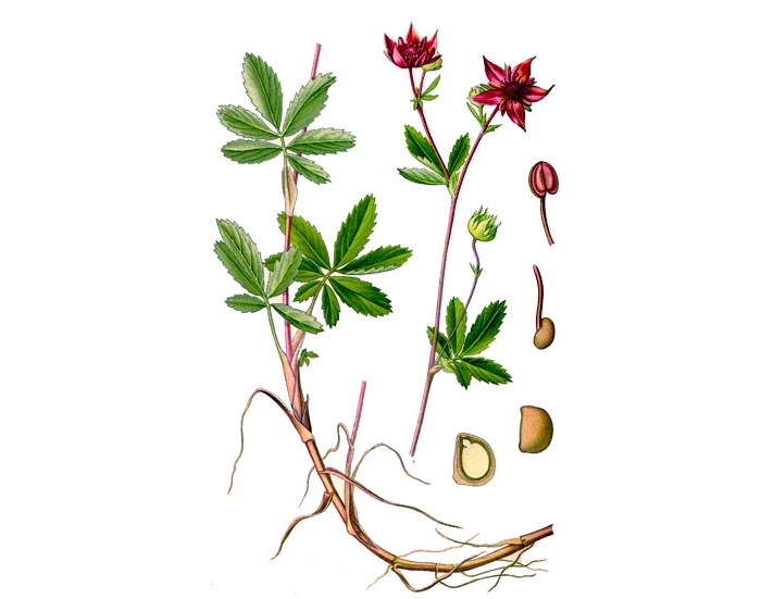 Строение сабельника Строение сабельника