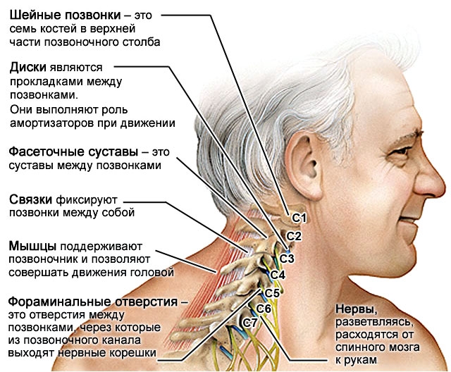 Строение шейного отдела позвоночника Строение шейного отдела позвоночника