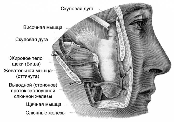 Строение щеки Строение щеки