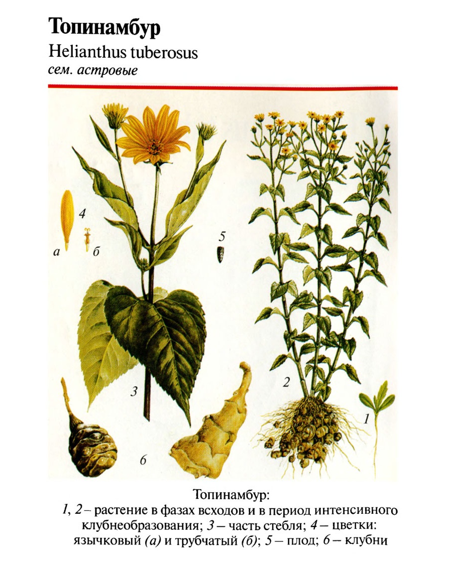 Строение топинамбура Строение топинамбура