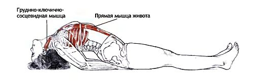 Сведение лопаток лежа на спине Сведение лопаток лежа на спине