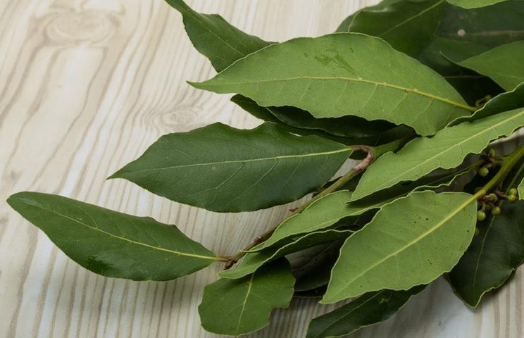 Свежие лавровые листья Свежие лавровые листья