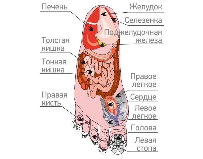 Точки на стопе, отвечающие за органы Точки на стопе, отвечающие за органы