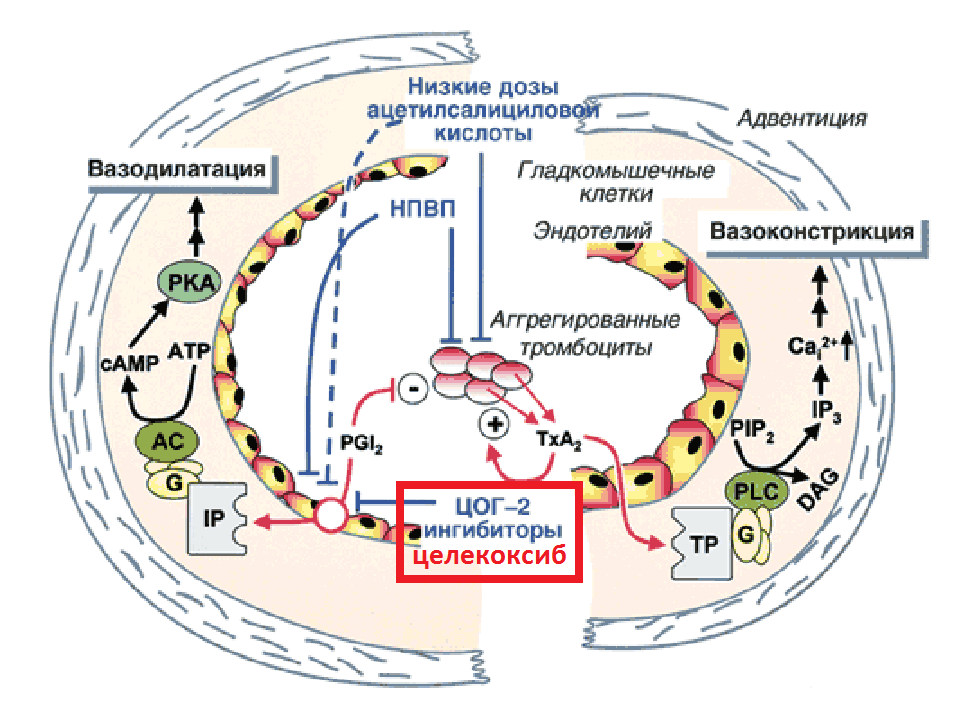 Механизм действия Целекоксиба Механизм действия Целекоксиба