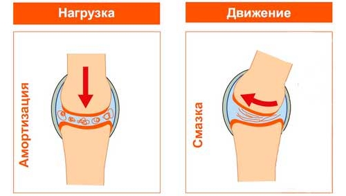 Улучшение амортизации суставов гиалуроновой кислотой Улучшение амортизации суставов гиалуроновой кислотой