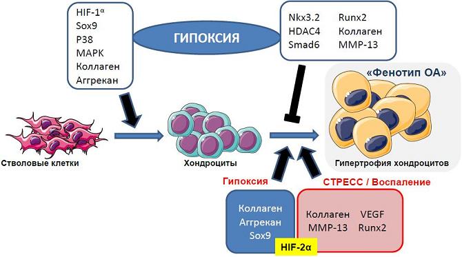 Угнетение хондроцитов Угнетение хондроцитов