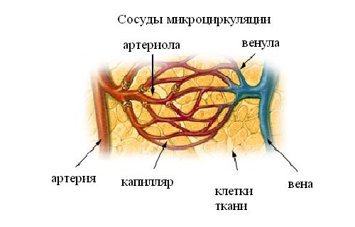 Лечение застоя микроциркуляции сосудов при помощи банок Лечение застоя микроциркуляции сосудов при помощи банок