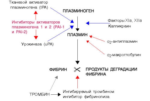 Уменьшение активности ингибиторов плазмина Уменьшение активности ингибиторов плазмина