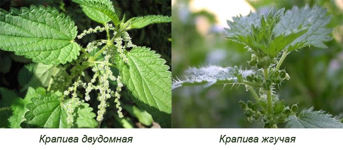 Виды крапивы Виды крапивы