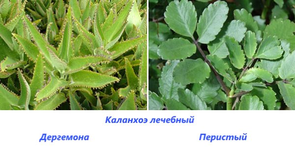 Виды лечебных каланхоэ Виды лечебных каланхоэ