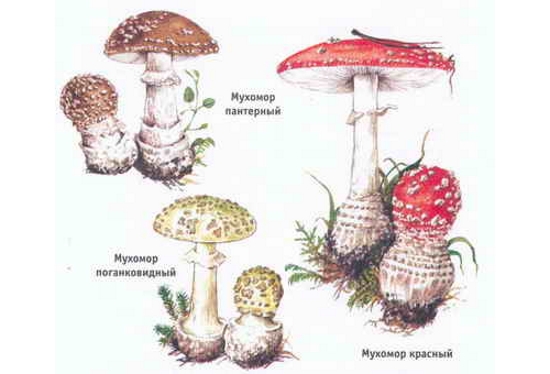 Виды мухоморов Виды мухоморов