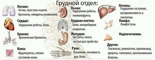 Влияние грудных позвонков на внутренние органы Влияние грудных позвонков на внутренние органы
