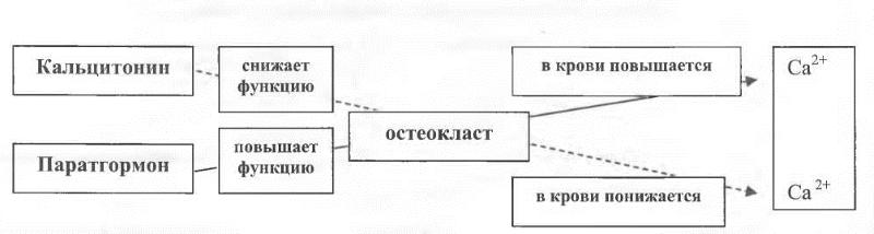Влияние кальцитонина на остеокласты и кальций Влияние кальцитонина на остеокласты и кальций