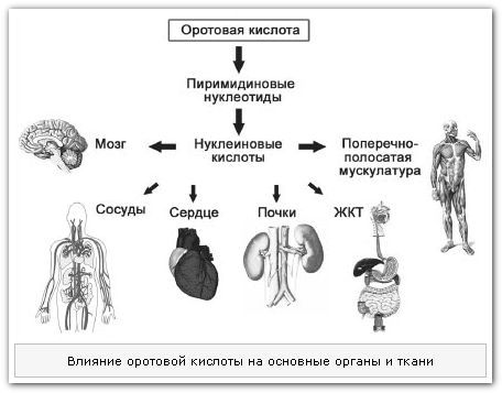 Влияние оротовой кислоты Влияние оротовой кислоты