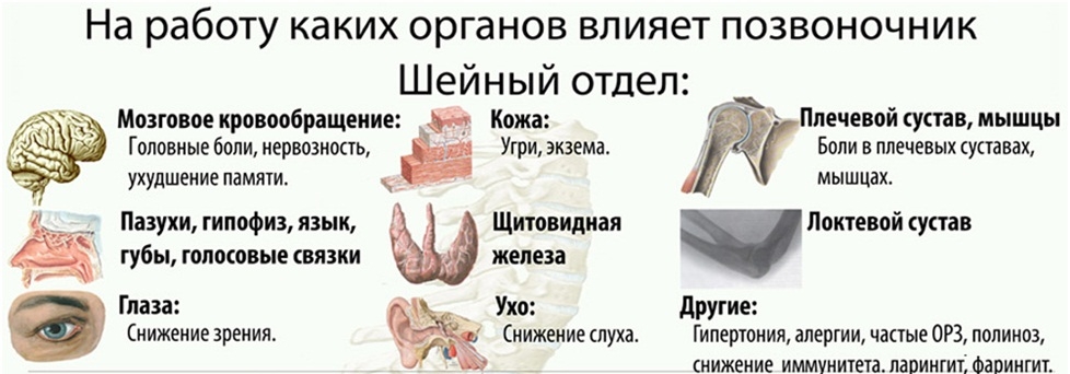 Влияние шейного отдела на органы Влияние шейного отдела на органы