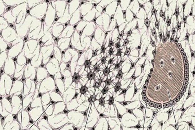 Восстановление хрящевой ткани Восстановление хрящевой ткани