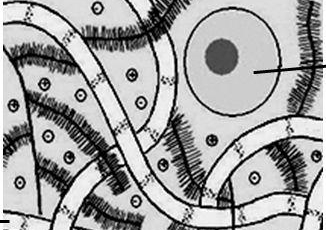 Восстановление хрящевой ткани при помощи банных процедур Восстановление хрящевой ткани при помощи банных процедур