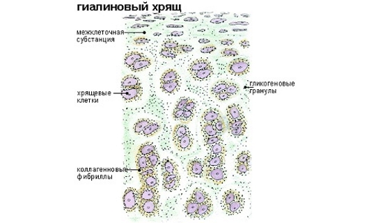 Возобновление гиалинового хряща Возобновление гиалинового хряща
