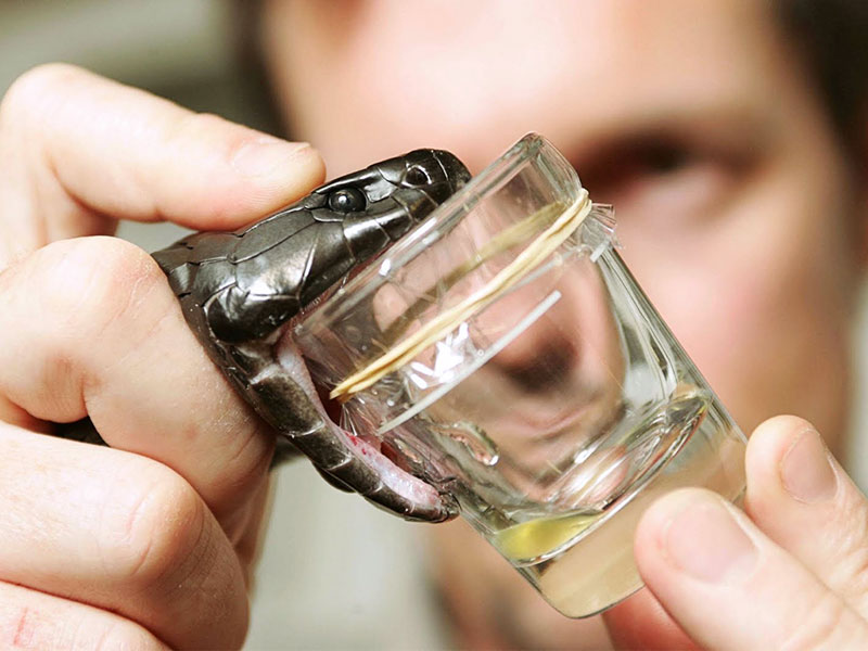 Получение яда кобры Получение яда кобры