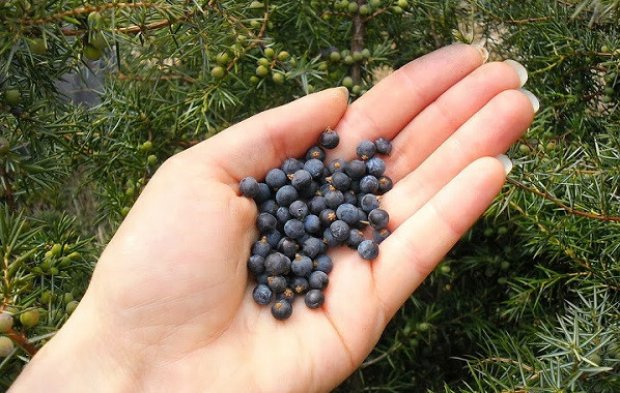 Ягоды можжевельника Ягоды можжевельника