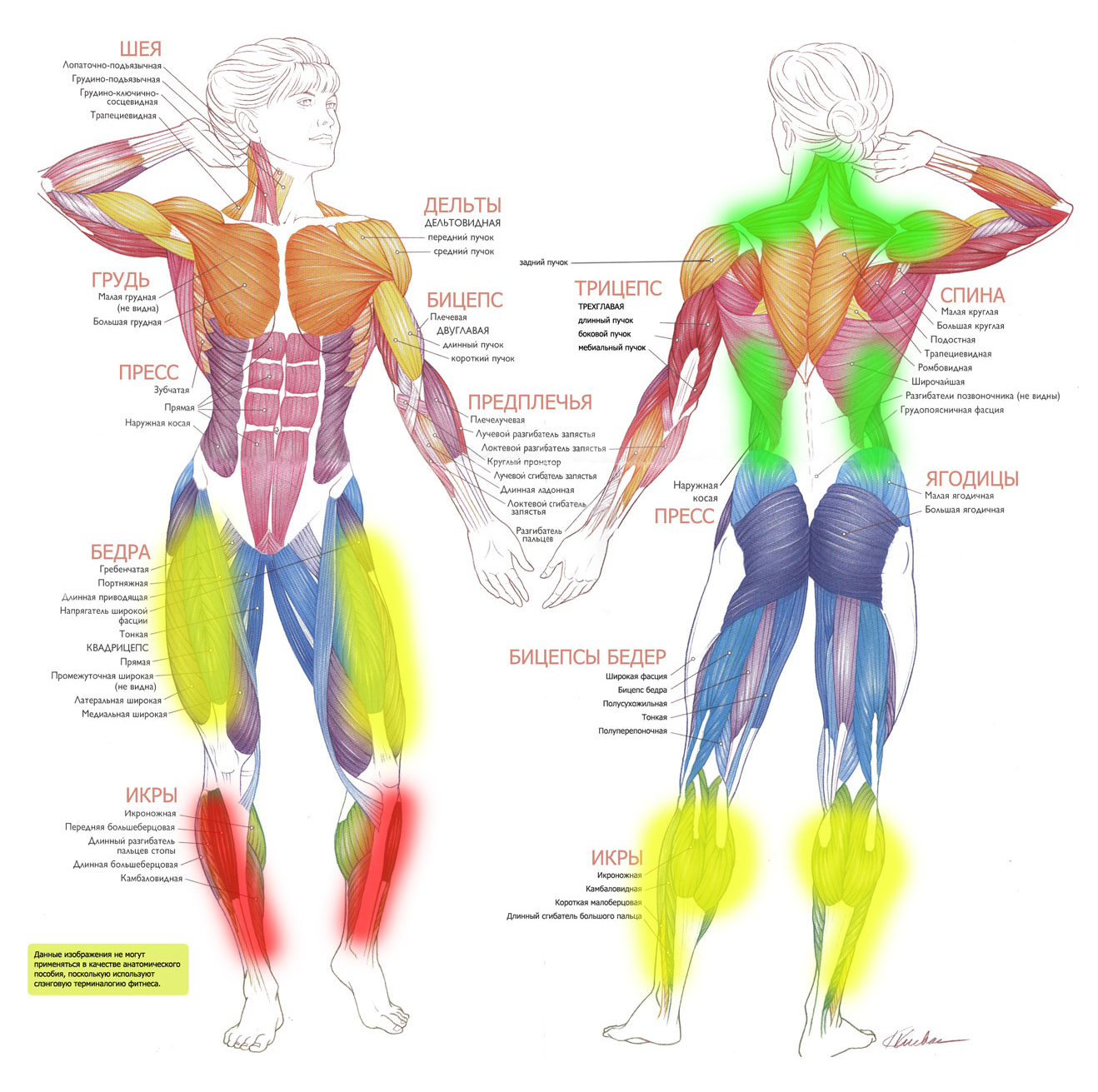 Задействование мышц при езде на горных лыжах Задействование мышц при езде на горных лыжах
