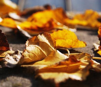 Высушивание листьев клена Высушивание листьев клена