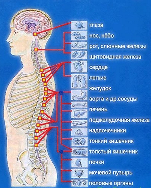 Влияние отделов позвоночника на органы Влияние отделов позвоночника на органы