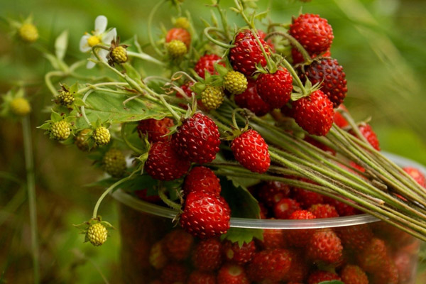 Употребление земляники при подагре Употребление земляники при подагре